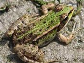 petites bêtes Romilly