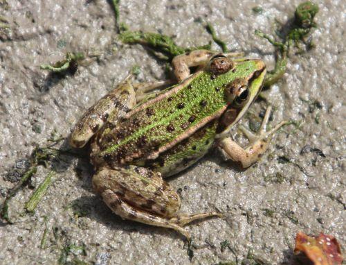 1 romilly 4 août 2012 012.jpg