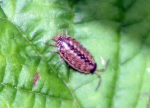 rec romi 4 juin 2012 033.jpg