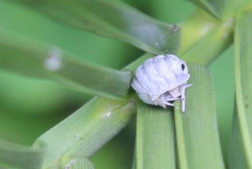 10 cloporte romilly 4 août 2012 065.jpg