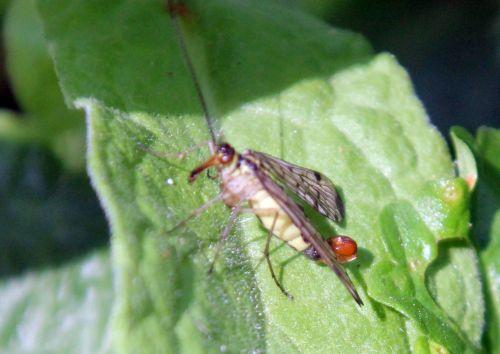 6 mouche scorpion romilly 4 août 2012 051.jpg