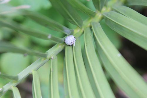 9 cloporte romilly 4 août 2012 065.jpg