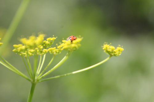 4 coccinelle romilly 4 août 2012 047.jpg