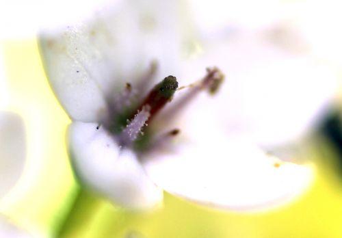 11 lysimachia clethroides romilly 4 août 2012 035.jpg