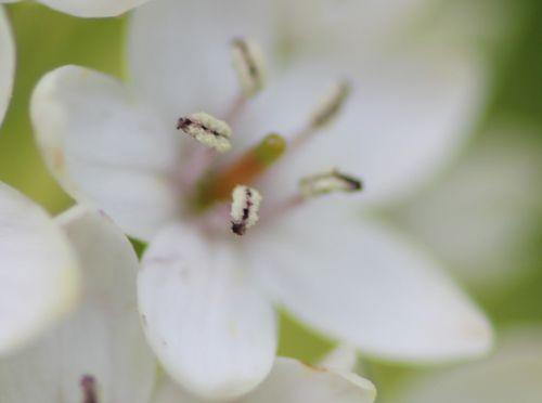 10 lysimachia clethroides romilly 4 août 2012 045.jpg