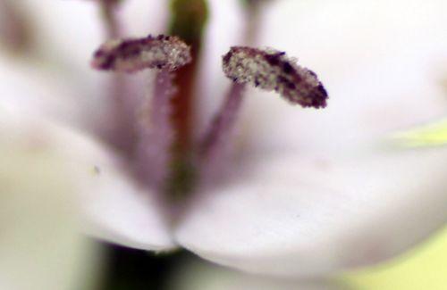 12 lysimachia clethroides étam romilly 4 août 2012 031.jpg