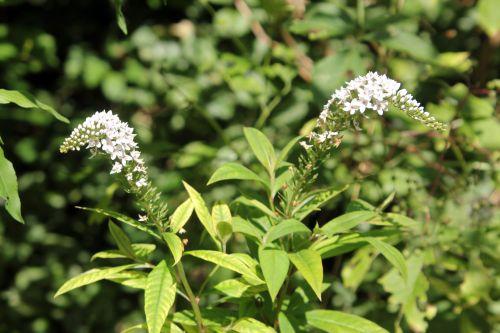 2 lysimachia clethroides romilly 4 août 2012 014.jpg