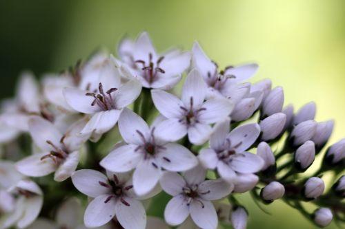 5 lysimachia clethroides romilly 4 août 2012 025.jpg