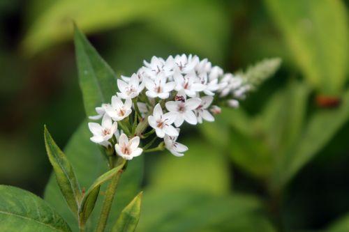 3 lysimachia clethroides romi 11 juil 2011 039 (1).jpg