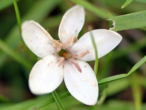 9 lysimachia clethroides romilly 4 août 2012 037.jpg