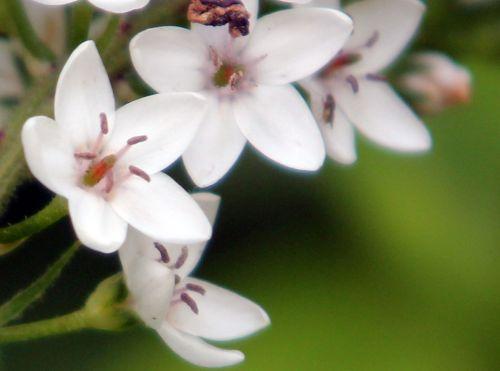7 lysimachia clethroides fl romi 11 juil 2011 040.jpg