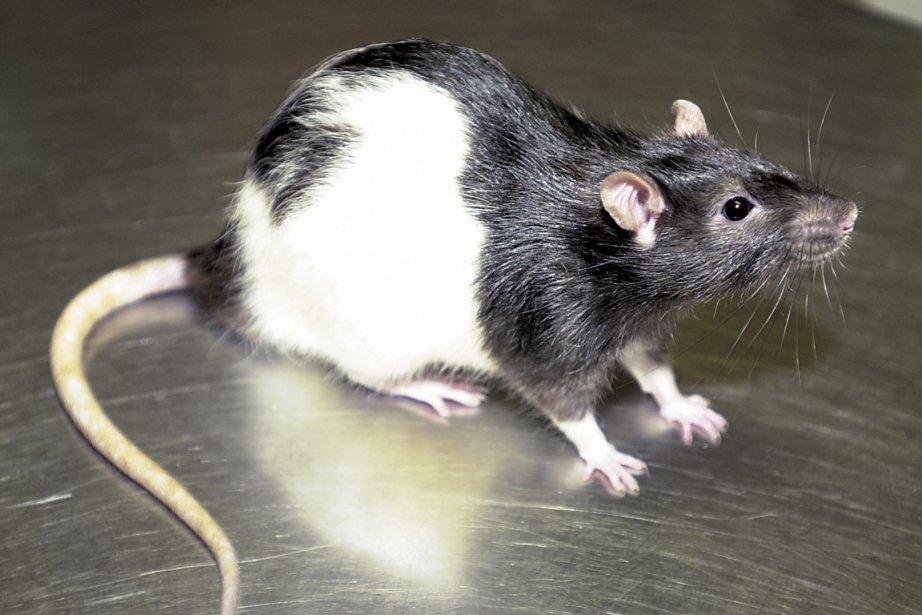 Du rat à 100$ dans un dîner new-yorkais