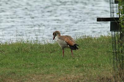 Une chouette ouette !