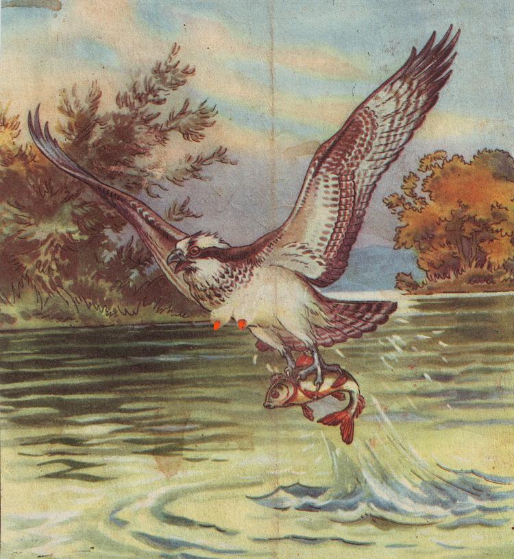 LES FEMELLES SONT LES PIRES !