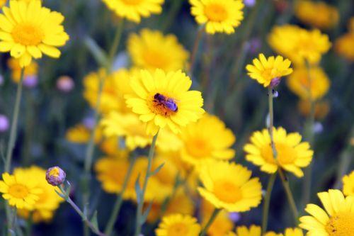 glebionis segetum 4 paris 23 juin 2012 430.jpg