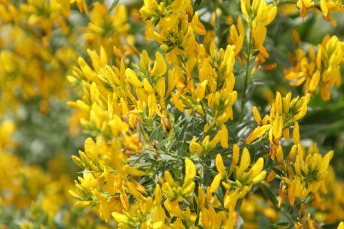 genista tinctoria 3 paris 23 juin 2012 032 (1).jpg