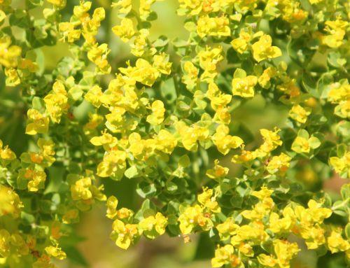 euphorbia myrsinites 3 paris 21 juil 2012 255.jpg