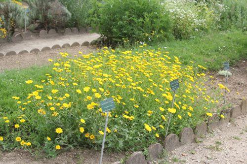 glebionis segetum 2 paris 23 juin 2012 428.jpg