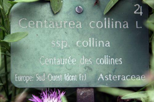 centaurea collina 1 paris 23 juin 2012 416.jpg