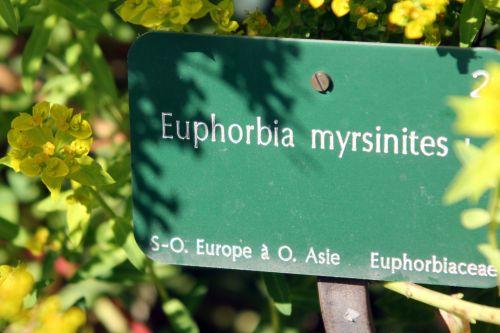 euphorbia myrsinites 1 paris 21 juil 2012 254.jpg