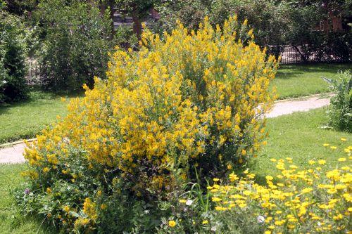 genista tinctoria 2 paris 23 juin 2012 032 (2).jpg