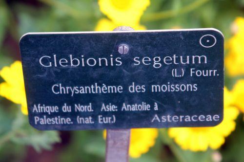 glebionis segetum 1 paris 23 juin 2012 434.jpg
