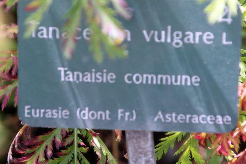 tanacetum 1 paris 21 juil 2012 184.jpg