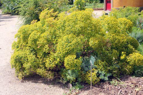 euphorbia myrsinites 2 paris 21 juil 2012 253.jpg