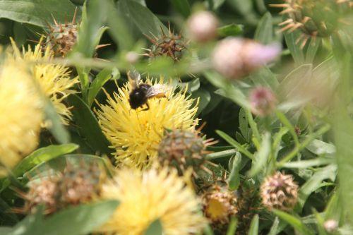 centaurea collina 3 paris 23 juin 2012 413.jpg