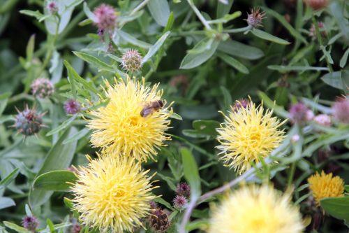 centaurea collina 2 paris 23 juin 2012 417.jpg