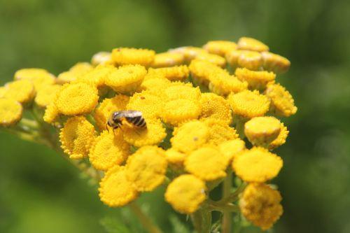 tanacetum 3 paris 21 juil 2012 182.jpg