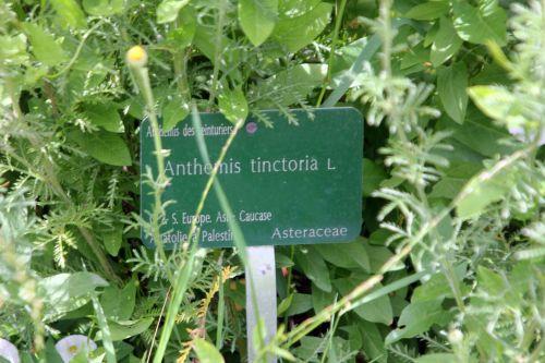 anthemis tinctoria 1 paris 23 juin 2012 031.jpg