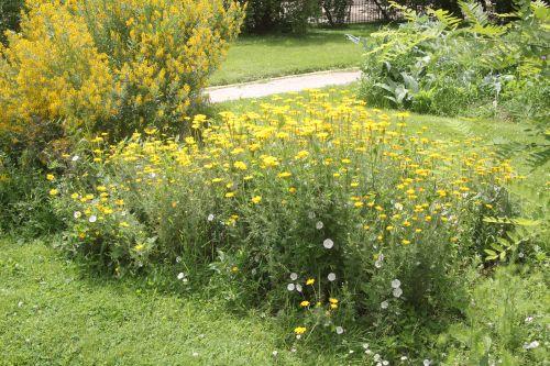 anthemis tinctoria 2 paris 23 juin 2012 029.jpg
