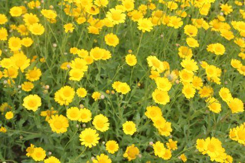 glebionis segetum 3 paris 23 juin 2012 429.jpg