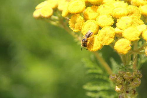 tanacetum 4 paris 21 juil 2012 183.jpg