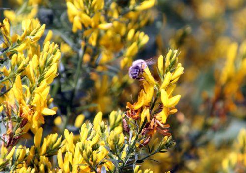 genista tinctoria 4 paris 23 juin 2012 050.jpg
