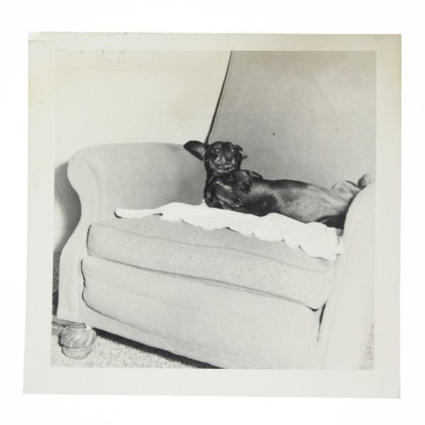 Polaroids très Cabots !