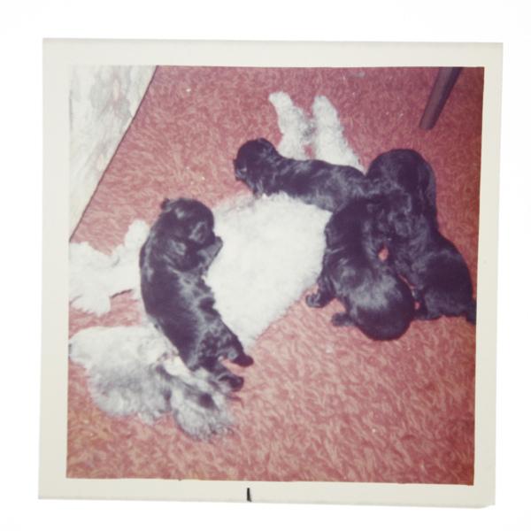 Polaroids très Cabots !