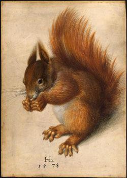Un écureuil roux, par Hans Hoffmann(aquarelle et gouache, 1578)