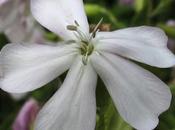 bord l’eau Saponaire, Pulicaire Scrophulaire l’ombre
