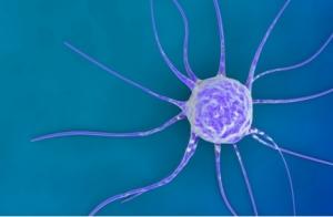 CANCER du CERVEAU: Ces cellules souches coupables de récidive – Science