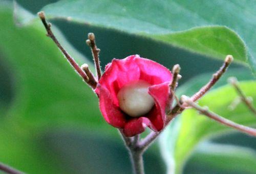 4 clero tri ovaire paris 15 juil 2011 016.jpg