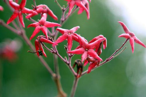 6 clero tricho paris 26 sept 2010 016.jpg