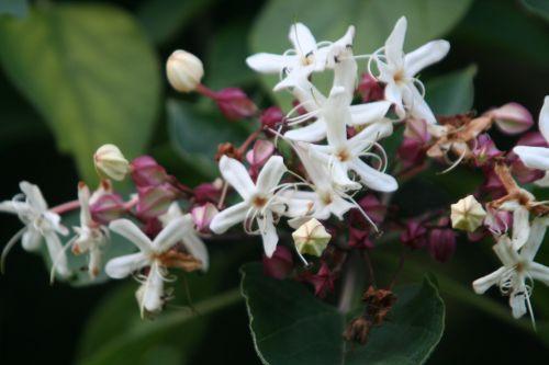 clerodendron trichotomum courtoiseau 11 sept 2010 043.jpg