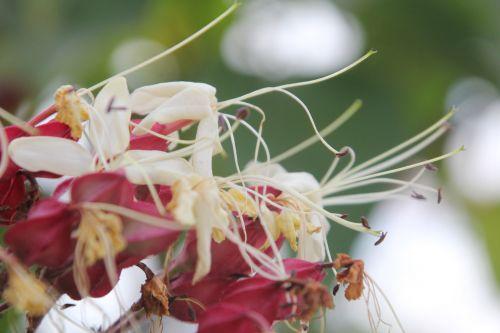 2 clero tri paris 2 juil 2 2011 134.jpg