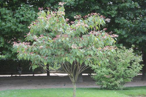 1 clero tri paris 2 juil 1 2011 127.jpg