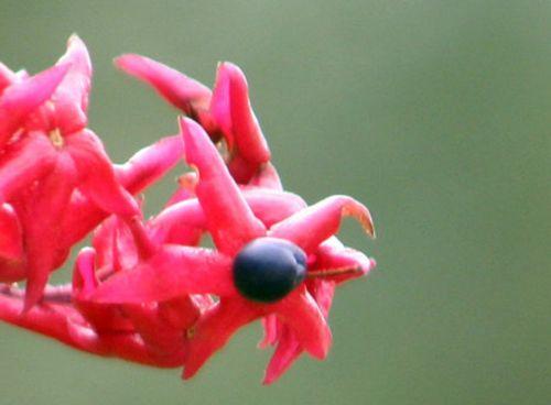 5 clero tricho fr 2 paris 26 sept 2010 021.jpg