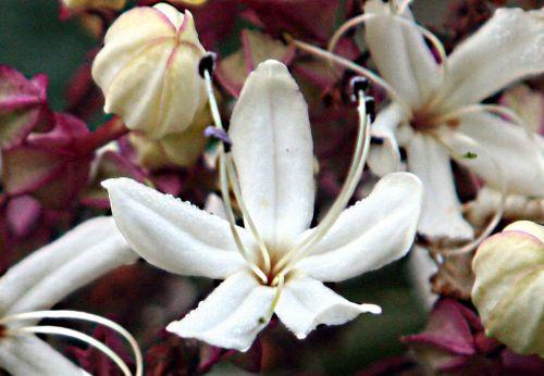 clerodendron trichotomum fleur courtoiseau 11 sept 2010 pp 044.jpg