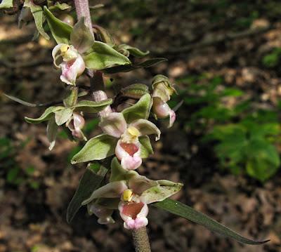 Epipactis purpurata, la plus tardive de nos Épipactis lorraines