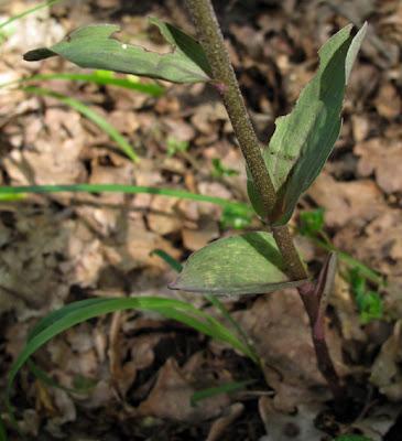Epipactis purpurata, la plus tardive de nos Épipactis lorraines